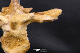 07732 - Collector Grade 5.66 Inch Unidentified Crocodile Vertebra Bone Late Cretaceous