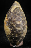 06084 - Beautiful 1.41 Inch Fossilized Silicified Pine Cone EQUICALASTROBUS Eocene Sahara Desert