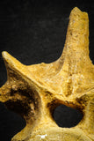 22167 - Top Beautiful 5.21 inch Unidentified Dinosaur - Vertebra Bone KemKem Beds