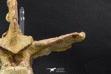 07732 - Collector Grade 5.66 Inch Unidentified Crocodile Vertebra Bone Late Cretaceous