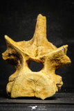 22167 - Top Beautiful 5.21 inch Unidentified Dinosaur - Vertebra Bone KemKem Beds