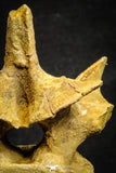 22167 - Top Beautiful 5.21 inch Unidentified Dinosaur - Vertebra Bone KemKem Beds