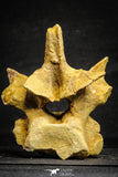 22167 - Top Beautiful 5.21 inch Unidentified Dinosaur - Vertebra Bone KemKem Beds