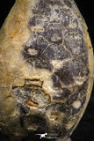 06084 - Beautiful 1.41 Inch Fossilized Silicified Pine Cone EQUICALASTROBUS Eocene Sahara Desert