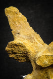 22167 - Top Beautiful 5.21 inch Unidentified Dinosaur - Vertebra Bone KemKem Beds