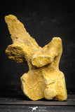 22167 - Top Beautiful 5.21 inch Unidentified Dinosaur - Vertebra Bone KemKem Beds