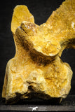 22167 - Top Beautiful 5.21 inch Unidentified Dinosaur - Vertebra Bone KemKem Beds