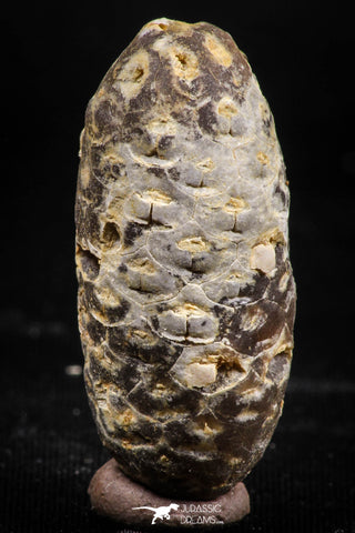 06085 - Beautiful 1.44 Inch Fossilized Silicified Pine Cone EQUICALASTROBUS Eocene Sahara Desert