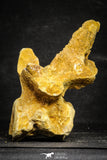 22167 - Top Beautiful 5.21 inch Unidentified Dinosaur - Vertebra Bone KemKem Beds