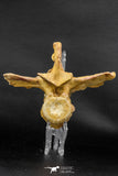 07732 - Collector Grade 5.66 Inch Unidentified Crocodile Vertebra Bone Late Cretaceous