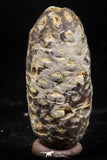 06085 - Beautiful 1.44 Inch Fossilized Silicified Pine Cone EQUICALASTROBUS Eocene Sahara Desert