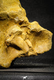 22168 - Top Huge 5.92 Inch Spinosaurid Dinosaur Partial Cervical Vertebra Bone Cretaceous KemKem Beds