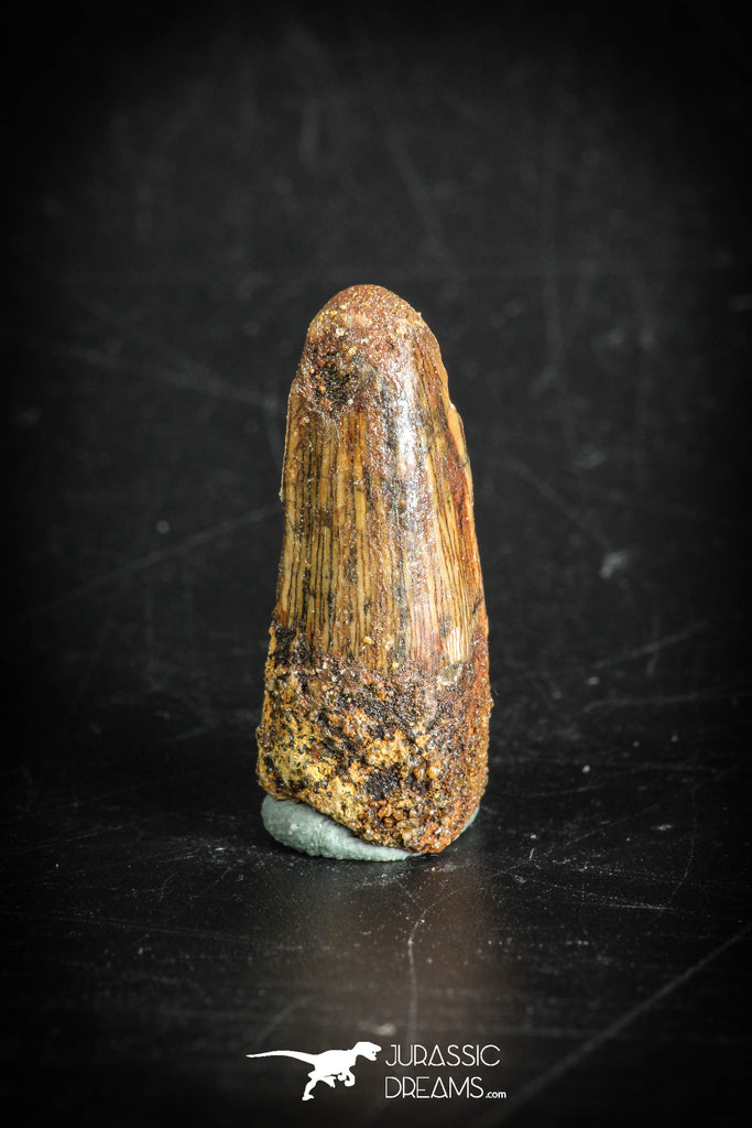 88881 - Top Beautiful 1.12 Inch Juvenile Spinosaurus Dinosaur Tooth Cretaceous