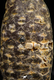 06085 - Beautiful 1.44 Inch Fossilized Silicified Pine Cone EQUICALASTROBUS Eocene Sahara Desert