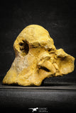 22168 - Top Huge 5.92 Inch Spinosaurid Dinosaur Partial Cervical Vertebra Bone Cretaceous KemKem Beds