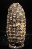 06085 - Beautiful 1.44 Inch Fossilized Silicified Pine Cone EQUICALASTROBUS Eocene Sahara Desert