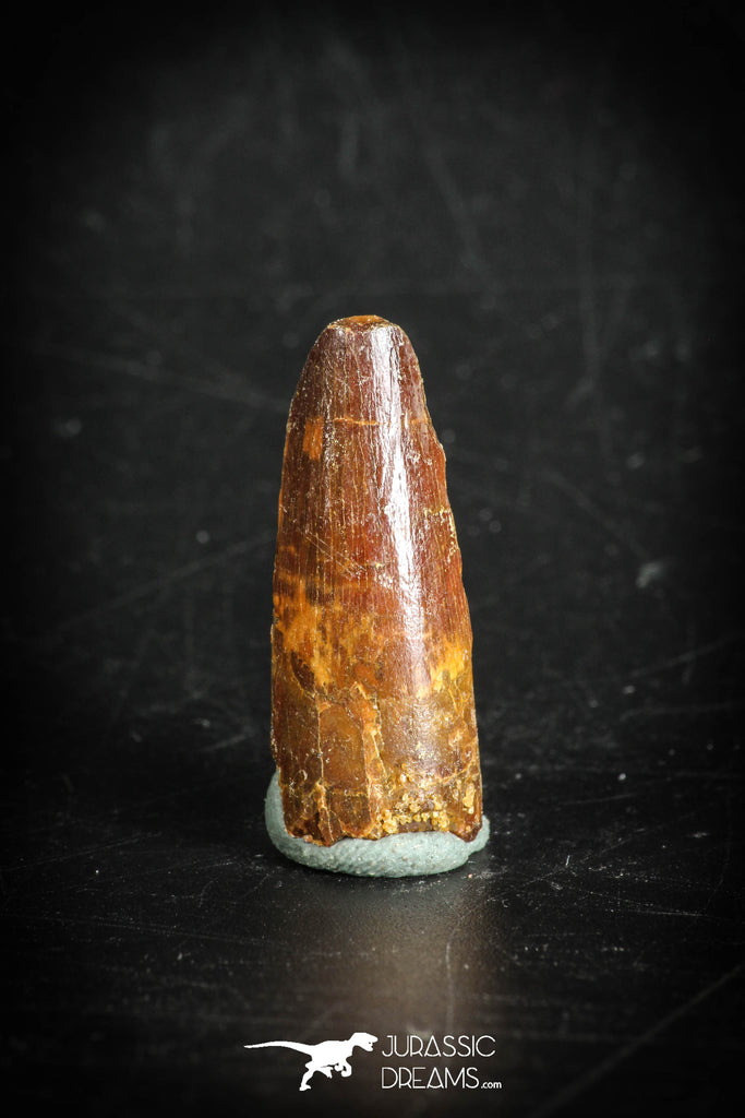 88882 - Top Beautiful 1.06 Inch Juvenile Spinosaurus Dinosaur Tooth Cretaceous