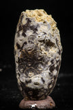 06086 - Top Rare 1.28 Inch Fossilized Silicified Pine Cone EQUICALASTROBUS Eocene Sahara Desert
