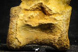 22169 - Top Rare 4.26 Inch Unidentified Dinosaur Caudal Vertebra Bone Cretaceous KemKem Beds