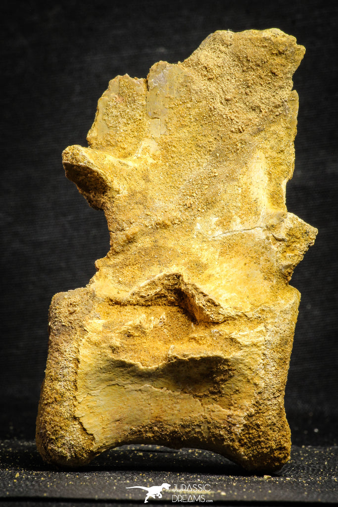 22169 - Top Rare 4.26 Inch Unidentified Dinosaur Caudal Vertebra Bone Cretaceous KemKem Beds