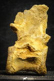 22169 - Top Rare 4.26 Inch Unidentified Dinosaur Caudal Vertebra Bone Cretaceous KemKem Beds