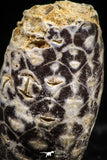 06086 - Top Rare 1.28 Inch Fossilized Silicified Pine Cone EQUICALASTROBUS Eocene Sahara Desert