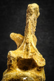 22169 - Top Rare 4.26 Inch Unidentified Dinosaur Caudal Vertebra Bone Cretaceous KemKem Beds