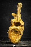 22169 - Top Rare 4.26 Inch Unidentified Dinosaur Caudal Vertebra Bone Cretaceous KemKem Beds