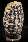 06086 - Top Rare 1.28 Inch Fossilized Silicified Pine Cone EQUICALASTROBUS Eocene Sahara Desert