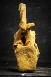 22169 - Top Rare 4.26 Inch Unidentified Dinosaur Caudal Vertebra Bone Cretaceous KemKem Beds