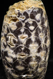 06086 - Top Rare 1.28 Inch Fossilized Silicified Pine Cone EQUICALASTROBUS Eocene Sahara Desert