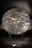 88884 - Top Beautiful Decorative Polished Circle Shaped Plate with Devonian Fossils