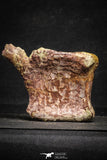 22170 - Top Rare 4.50 Inch Spinosaurus Dinosaur Partial Caudal (Tail) Vertebra Bone Cretaceous KemKem Beds