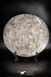 88885 - Top Beautiful Decorative Polished Circle Shaped Plate with Devonian Fossils