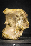 22171 - Top Rare 3.30 Inch Spinosaurus Dinosaur Partial Caudal (Tail) Vertebra Bone Cretaceous KemKem Beds