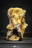 22171 - Top Rare 3.30 Inch Spinosaurus Dinosaur Partial Caudal (Tail) Vertebra Bone Cretaceous KemKem Beds