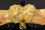 07735 - Top Rare 11.34 Inch Unidentified Dinosaur Partial Vertebral Bone Cretaceous KemKem