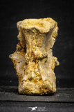 22171 - Top Rare 3.30 Inch Spinosaurus Dinosaur Partial Caudal (Tail) Vertebra Bone Cretaceous KemKem Beds