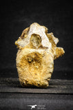 22171 - Top Rare 3.30 Inch Spinosaurus Dinosaur Partial Caudal (Tail) Vertebra Bone Cretaceous KemKem Beds