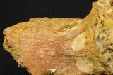 07735 - Top Rare 11.34 Inch Unidentified Dinosaur Partial Vertebral Bone Cretaceous KemKem