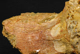 07735 - Top Rare 11.34 Inch Unidentified Dinosaur Partial Vertebral Bone Cretaceous KemKem