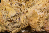 07735 - Top Rare 11.34 Inch Unidentified Dinosaur Partial Vertebral Bone Cretaceous KemKem