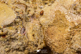 07735 - Top Rare 11.34 Inch Unidentified Dinosaur Partial Vertebral Bone Cretaceous KemKem