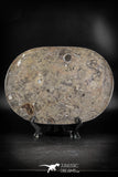 88890 - Top Beautiful Decorative Polished Oval Shaped Plate with Devonian Fossils