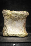 22172 - Top Rare 2.63 Inch Spinosaurus Dinosaur Partial Caudal (Tail) Vertebra Bone Cretaceous KemKem Beds