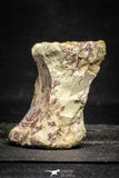 22172 - Top Rare 2.63 Inch Spinosaurus Dinosaur Partial Caudal (Tail) Vertebra Bone Cretaceous KemKem Beds