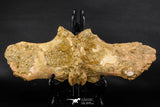 07735 - Top Rare 11.34 Inch Unidentified Dinosaur Partial Vertebral Bone Cretaceous KemKem