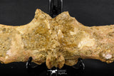 07735 - Top Rare 11.34 Inch Unidentified Dinosaur Partial Vertebral Bone Cretaceous KemKem