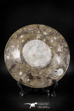 88891 - Top Beautiful Decorative Polished Circle Shaped Plate with Devonian Fossils