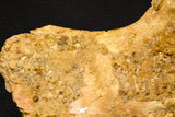07735 - Top Rare 11.34 Inch Unidentified Dinosaur Partial Vertebral Bone Cretaceous KemKem